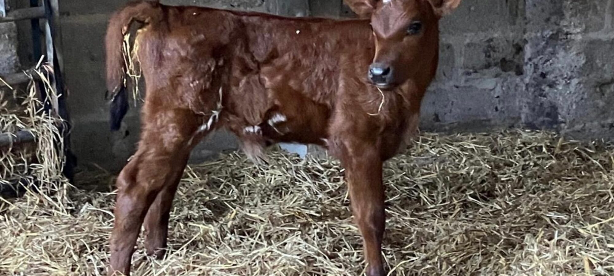 A early Hilltown Yukon Delta calf.