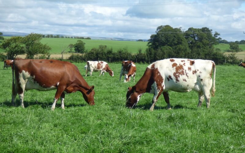 Middle Herd of Pure & Blended Ayrshires