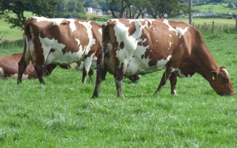 Some of the Great Cows on offer in the Middle Sale