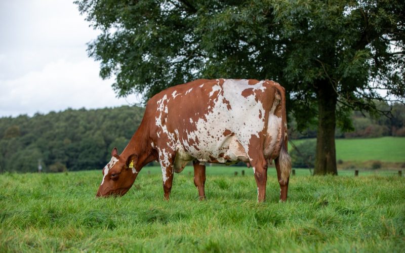 Middle Jean KM 2 EX92