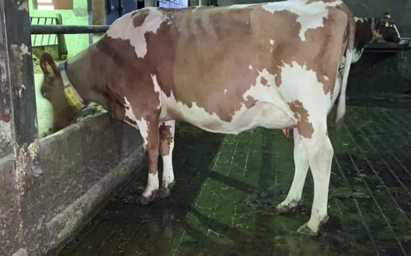 A daughter of Rosehill Vitality in the Cuthill Towers Herd