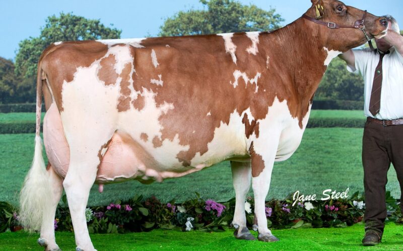 Sandyford Clover 10 EX97 8E, Agriscot Super Cow of the decade as voted by readers of The Scottish Farmer