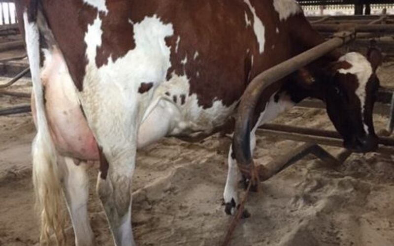 Butterbesley Obliques May - sired by Hilltown Oblique