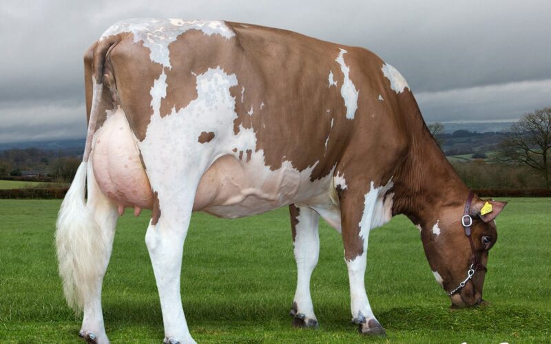 Hilltown Oblique Daughter - Butterbesley Obliques May
