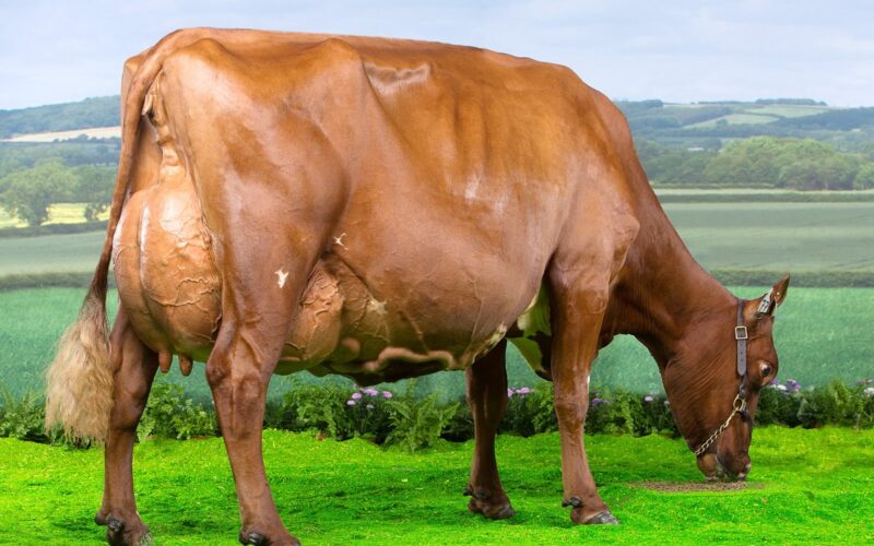 Horseclose Joanna - Dam of Horseclose Joanna 6 ET