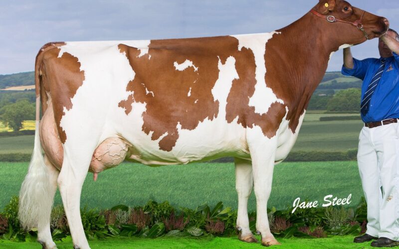 Morwick Classic Princess the Dam of Morwick Butter Prince