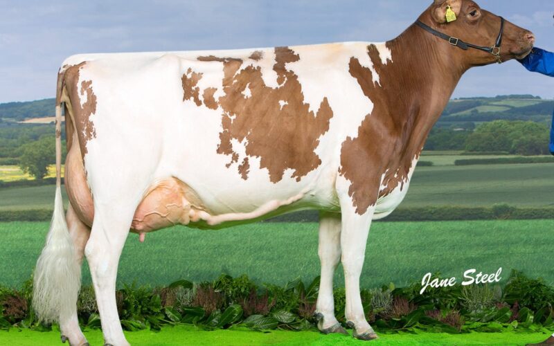 Breed Champion - Bruchag Talent Evelyn