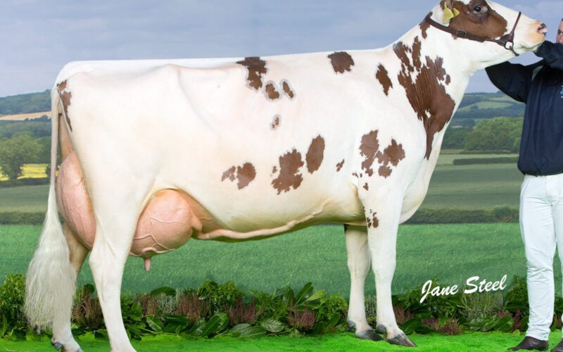 Pictured is the 2016 Agriscot Champion Cuthill Towers Crown Ray