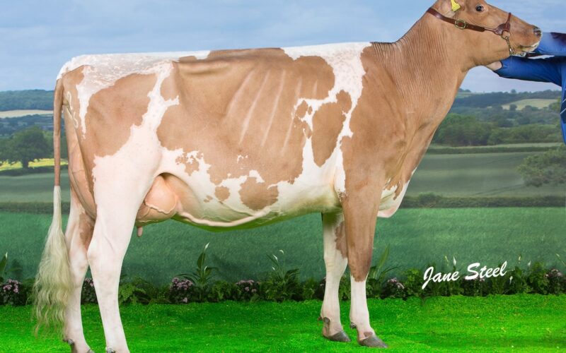 Sandyford Vitality Queenie VG86 2yo - 1st place Millking Heifer at the UK Dairy Expo