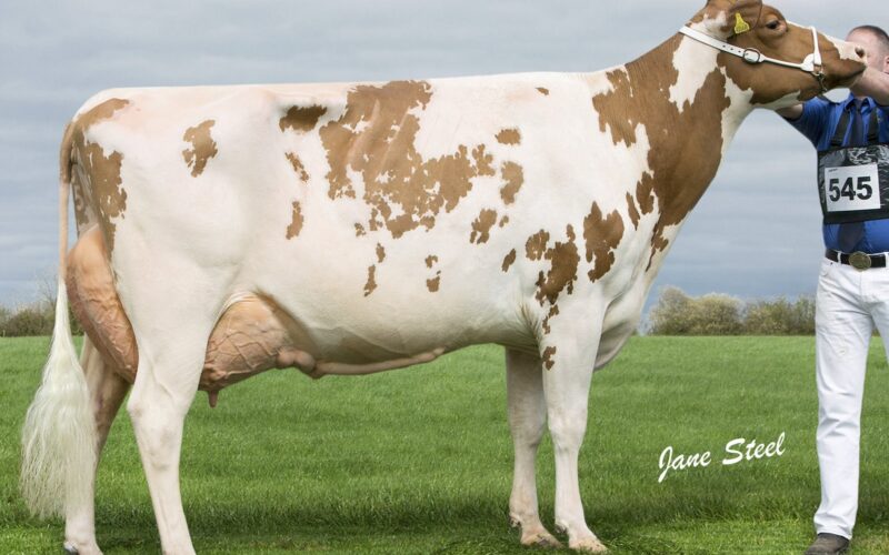 2017 Class winner Sandyford Honest Blizzard