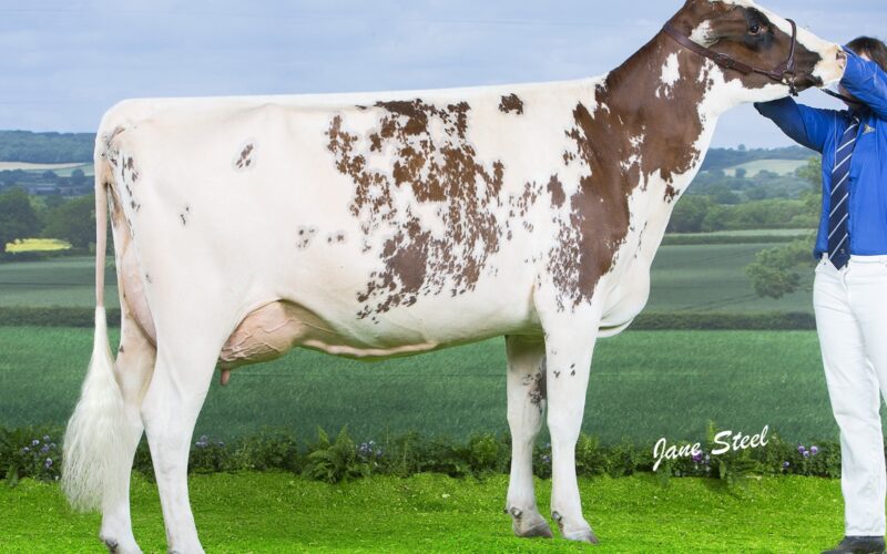 Bigginvale Buttermilk sired by Cuthill Towers Madison