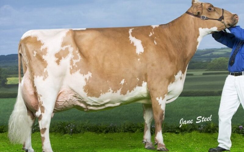 Milllford Lark who is sired by Mccornick Nelson
