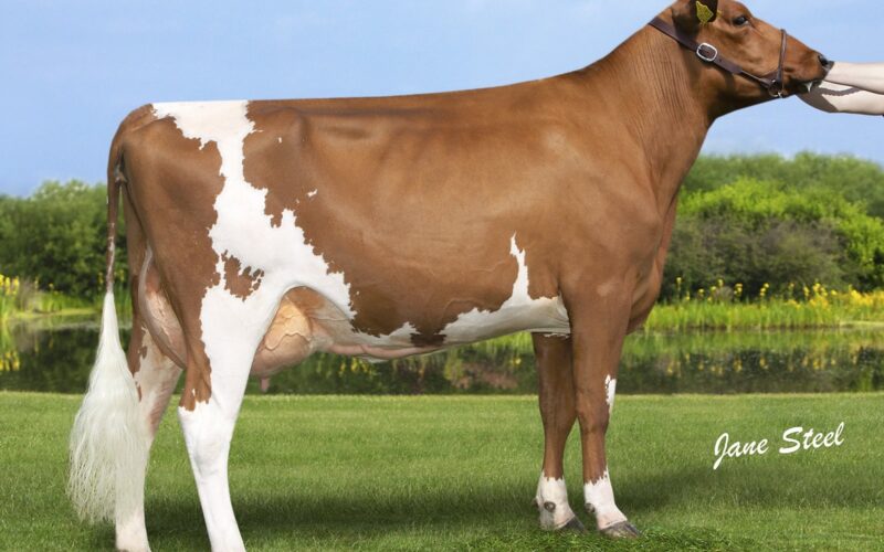 Sandersons Skyfall Justine - Daughter of Troutbeck Skyfall