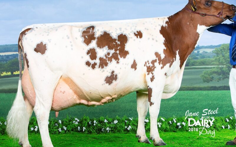 Winner - Halmyre Urr Mayflower 240