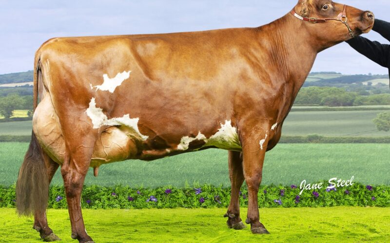 Champion, Troutbeck Burdette Jess 3 EX95 3E