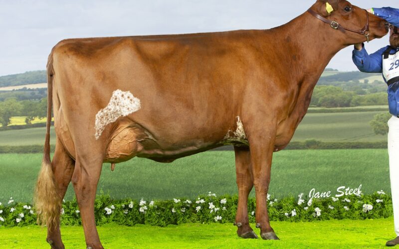 Fineview Skyfall Avril 2 - Sired by Troutbeck Skyfall