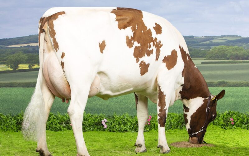 Grove Rosie 30 - sired by Rosehill Manderville