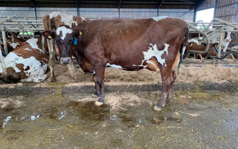 A daughter of Beeline Santa Rock in the Beeline herd
