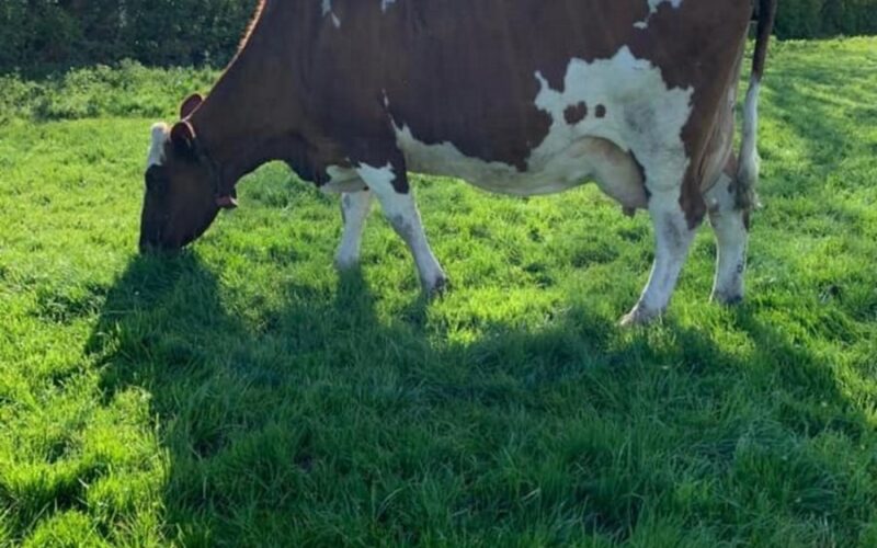 Tontine Napier Nomad EX93, sired by Ardmore Crown Napier