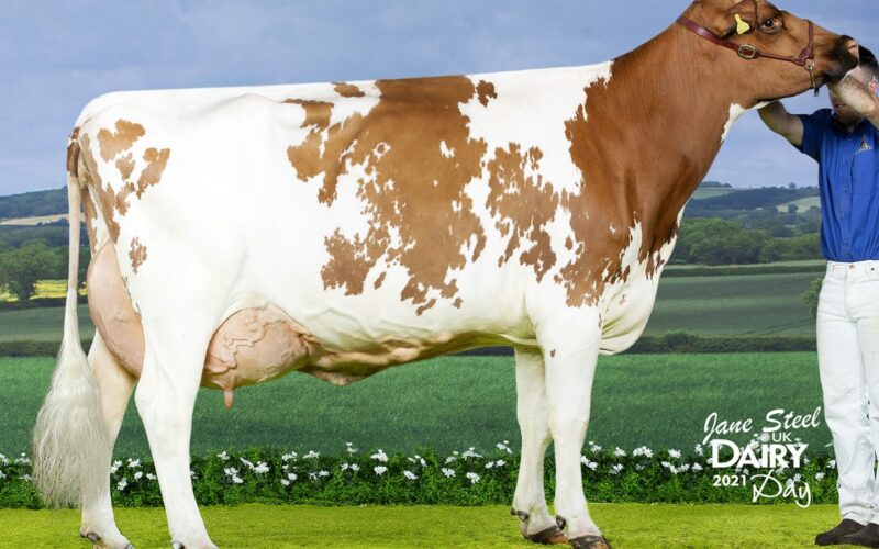 Champion - Beeline Eiffel Kathie