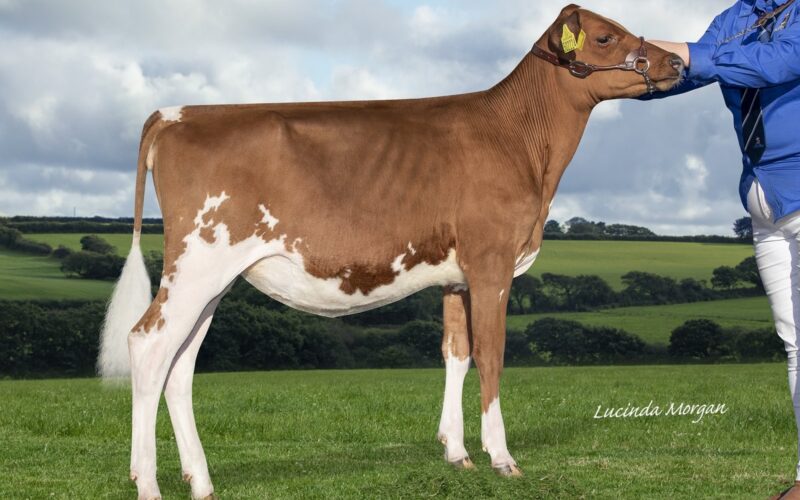 Champion - Creech Hill Rebel Zara