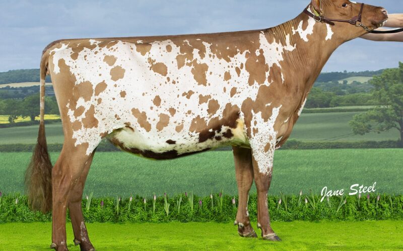 Knowe B-King Dainty Lass 2