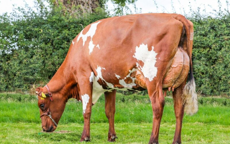 Troutbeck Progress Irene