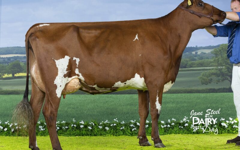 Champion - Heydale Wingman Bronara