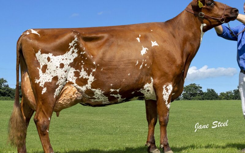 Champion - Heydale Winsome 183