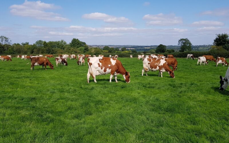 Champion - Hunnington