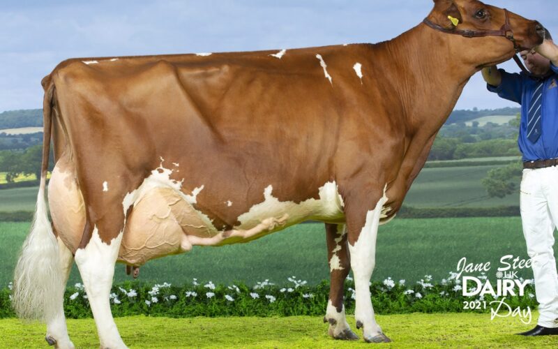 Champion - Hunnington Fragy 16