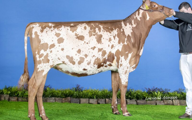 Champion - Knowe B-King Dainty Lass 2