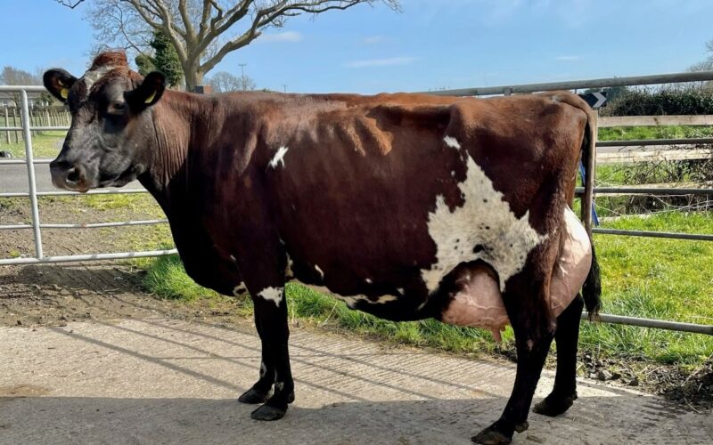 Champion - Oakfield Gigi 7