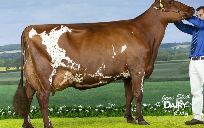 Champion - Troutbeck Skyfall Peony Rose