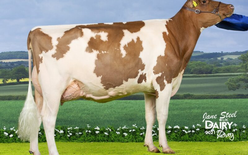 Champion - Whiteflat Jordy Lizzie Red