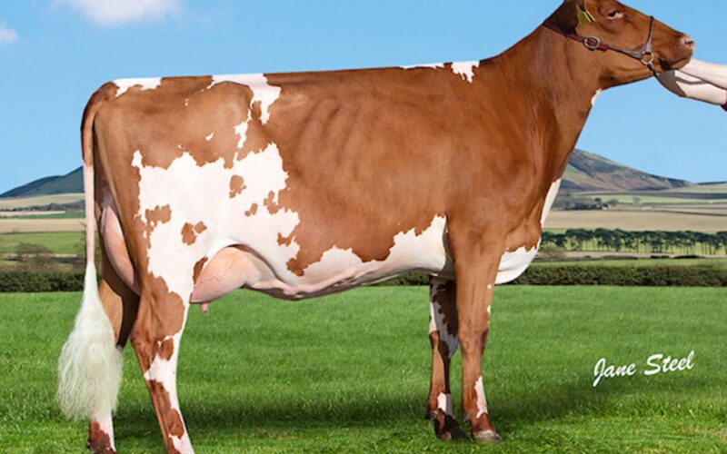 Hunnington Famous Daughter - Cuthill Towers Famous Sarah
