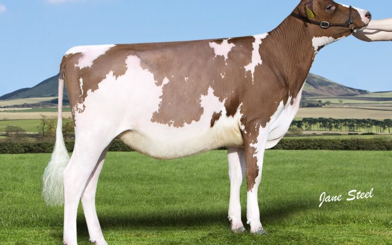 Champion Cuthill Towers Buster Rae