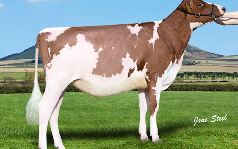 Cuthill Towers Buster Rae - Sired by Cuthill Towers Buster