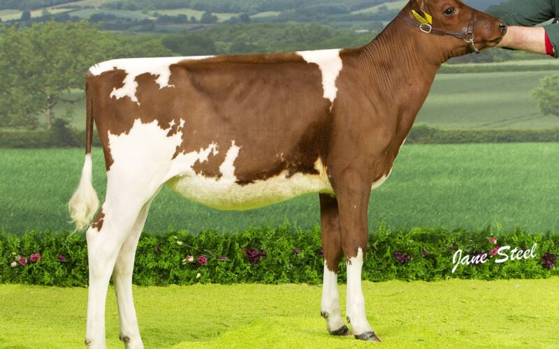 Halmyre Urr Blossom - Sired by Swaites Dermott , Reserve Junior Champion at the UK Dairy Expo 2020