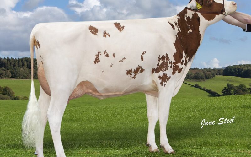 Champion Logan Shania Red