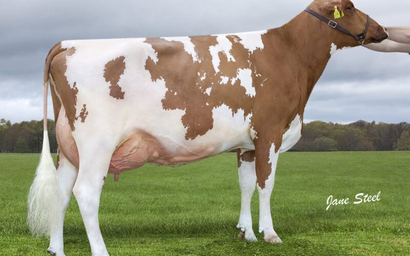 Lot 13 Knowe Favourite Beauty 166 VG89 3yr