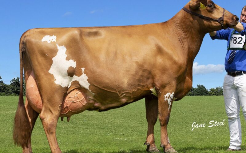 Hilltower Modern Marcy - Sired by West Mossgiel Modern Reality