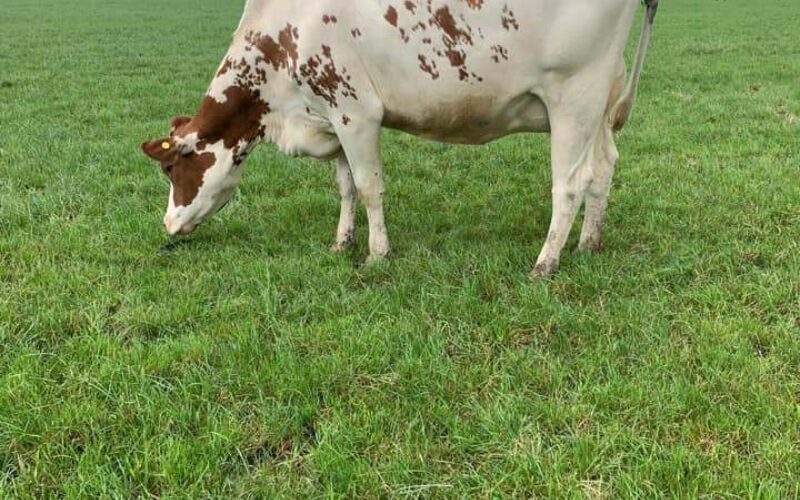 A daughter of Changue Stadium in the Flintstone herd