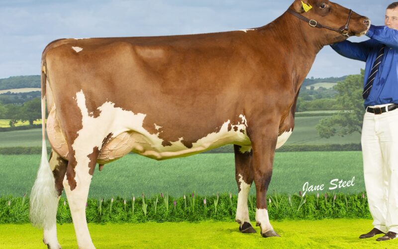 Cuthill Towers Buster Miranda sired by Cuthill Towers Buster