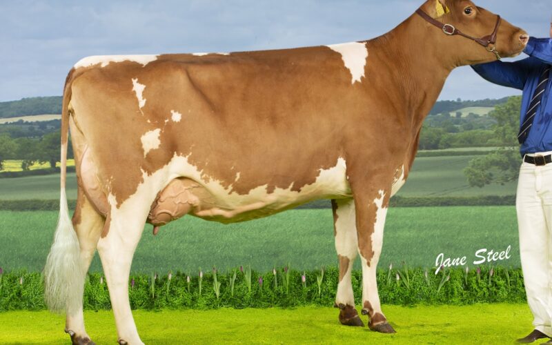 One of his great daughters - Cuthill Towers Buster Clover