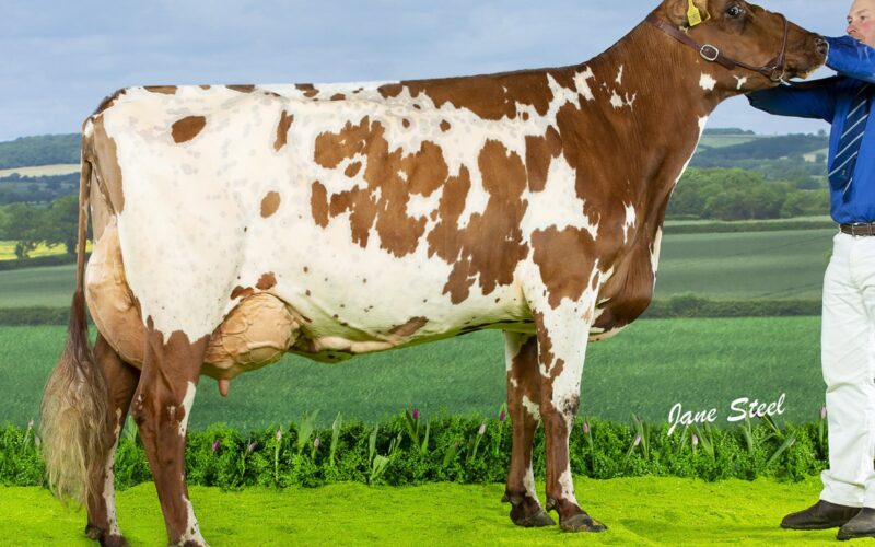 Swaites Buttercup 40