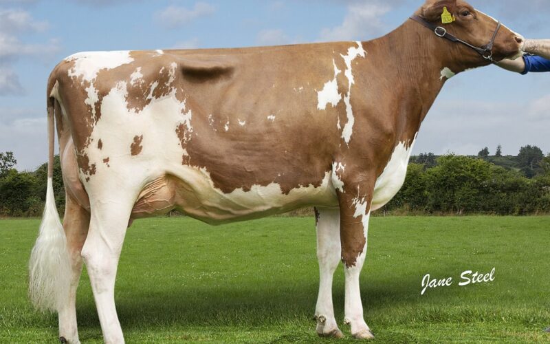 Cuthill Towers Jackpot Bloom