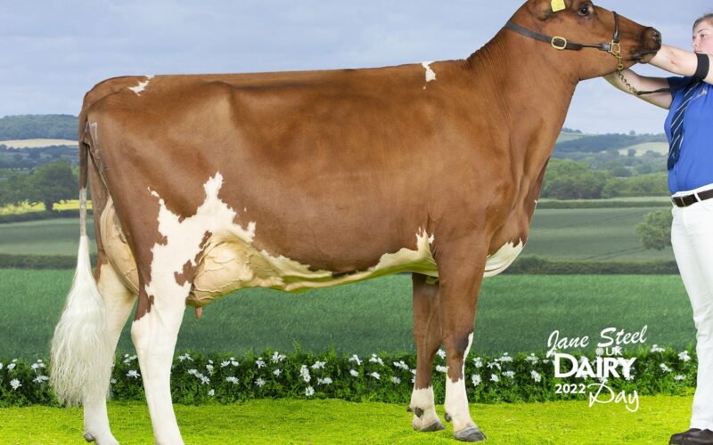 Whitecroft Emmie 150 - sired by Whitecroft Panell