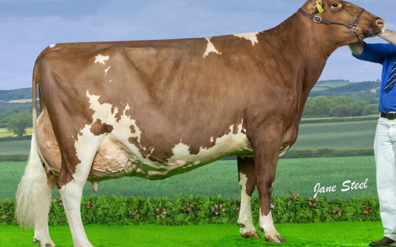 Cuthill Towers Harrys Eileen 2