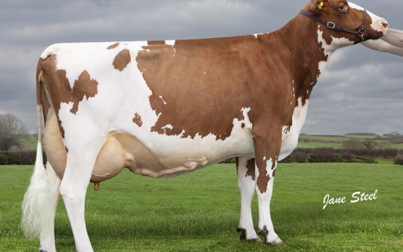 Plaskett Lucky Charm 303